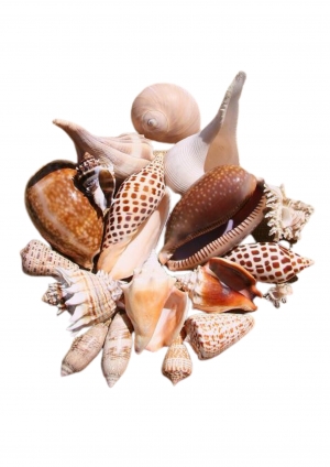 SEASHELL AND HANDICRAFT