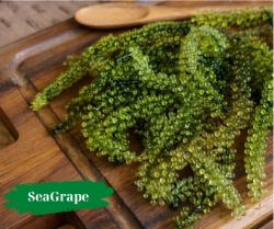 SEAGRAPE - NURTURE FROM THE SEA