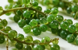 How Seagrapes Are Grown & Harvested in Vietnam — Complete Farming Guide 2025