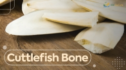 THE CUTTLEBONE- THE UNDISCOVERED HEALTH BENEFITS OF CUTTLEBONE