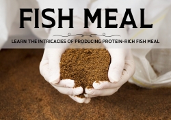 Learn the intricacies of producing protein-rich fish meal