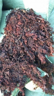 Sargassum Seaweed