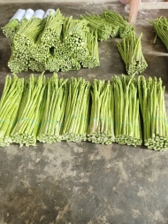 Asparagus