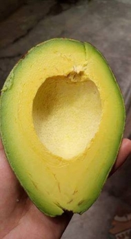 Avocado