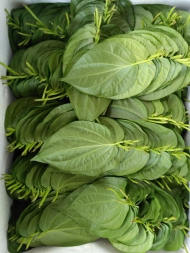 Betel leaves