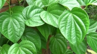 Betel leaves
