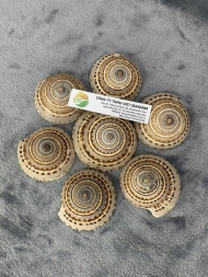 Brown & White Sundial Seashells