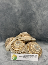 Brown & White Sundial Seashells