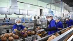 Canned coconut milk production process at vietseafarm
