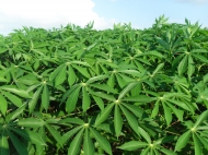 Cassava Leaves