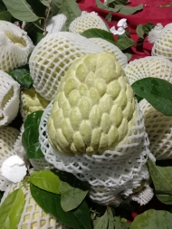 CUSTARD APPLE