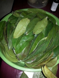 Graviola Leaves