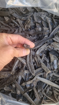 DRIED LEECHES