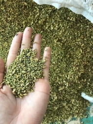 Styphnolobium Japonicum