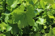 Grape Leaves