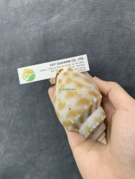 Japanese Bonnet Snail