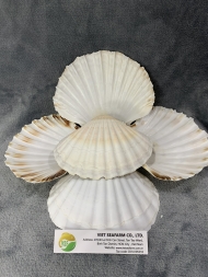 Scallop Shell