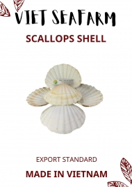 Scallop Shell