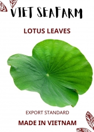 Lotus Leaves