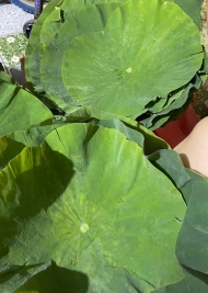 Lotus Leaves