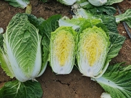 Napa Cabbage