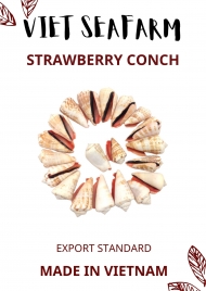 Strawberry Conch