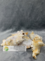 Strombus Sinatus Shell