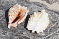 Strombus Sinatus Shell