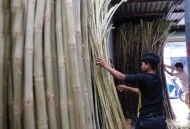 Sugarcane