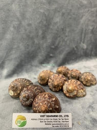 Tapestry Turban Seashell