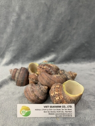 Tapestry Turban Seashell