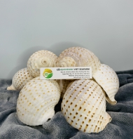 Tonna Tessellata Seashell