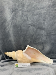 Trumpet Shell