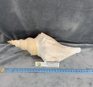 Trumpet Shell
