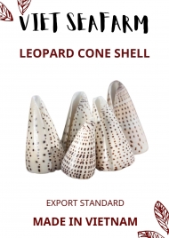Leopard Cone Shell