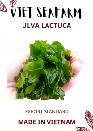 Ulva Lactuca