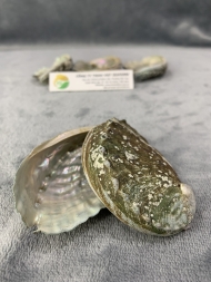 White Abalone