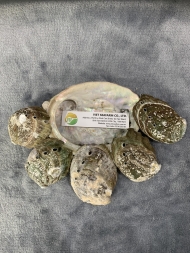 White Abalone