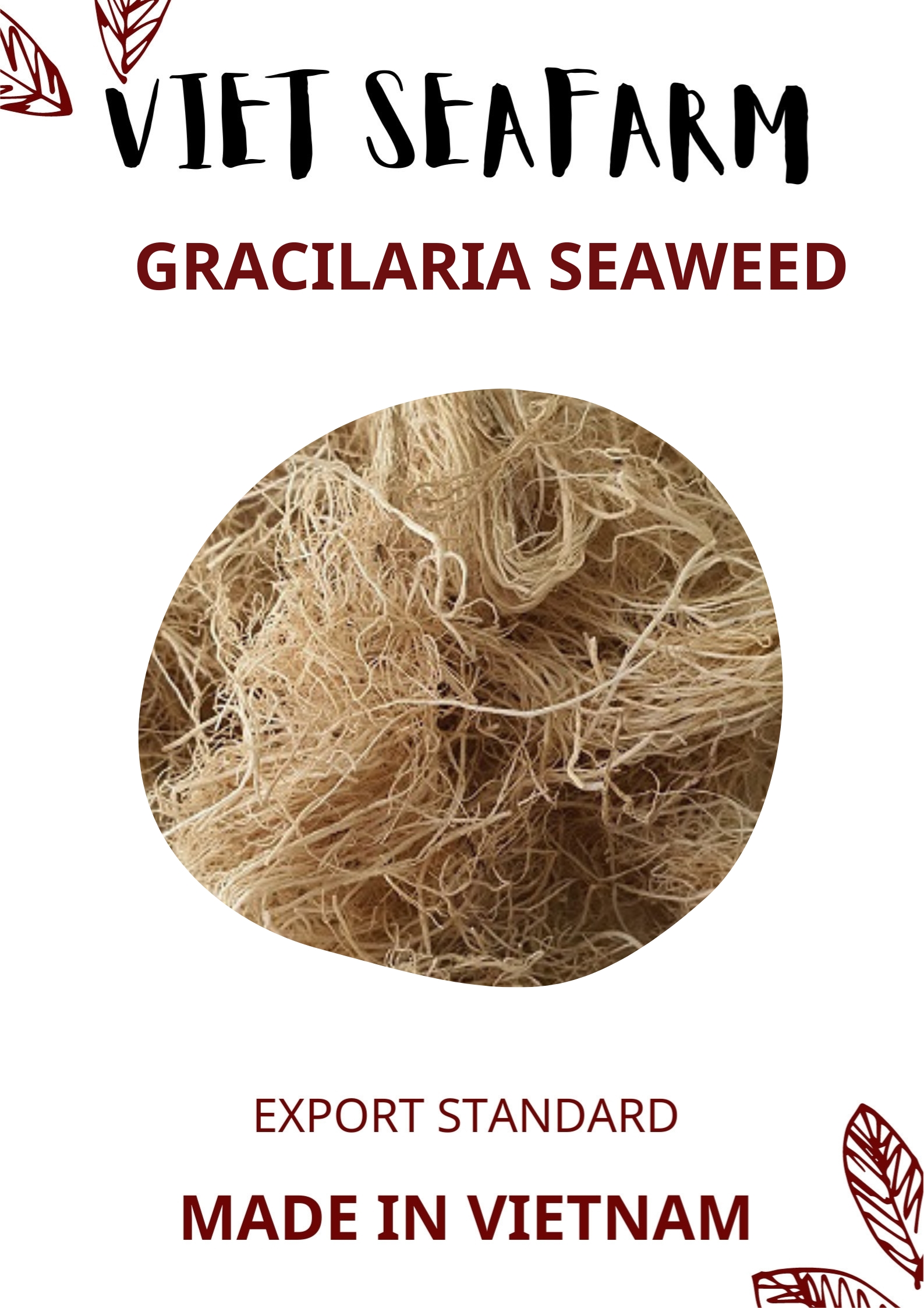 Gracilaria Seaweed