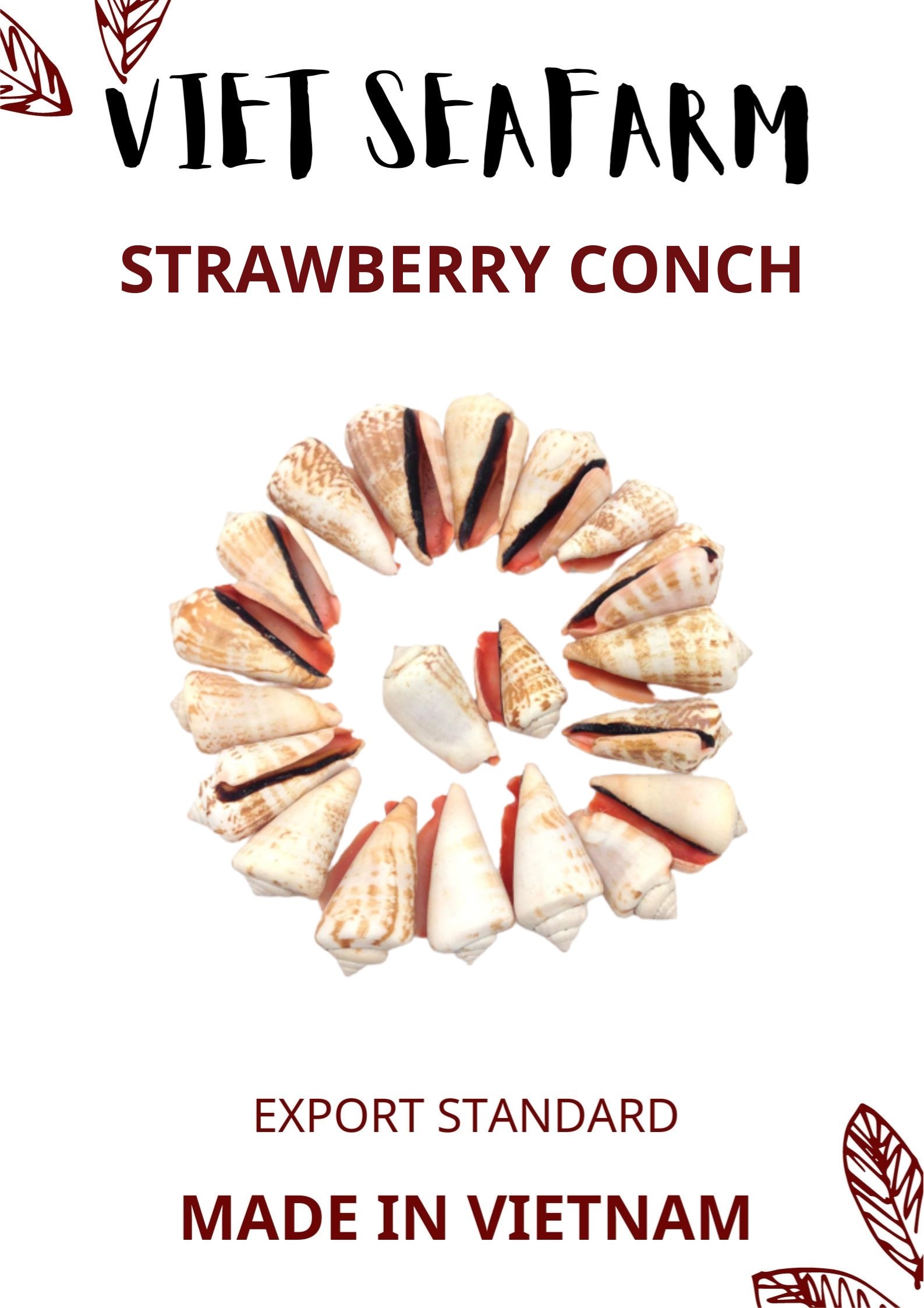 Strawberry Conch