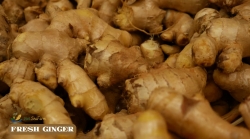 Viet Nam Ginger exports skyrocketed in 2023