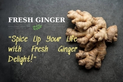 GINGER - Exploring the World of Ginger