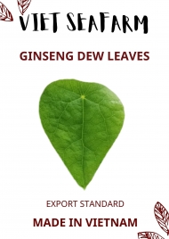 Ginseng Dew Leaves