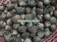 Blood Clam