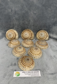 Brown & White Sundial Seashells