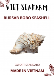 BURSAB BOBO SEASHELL