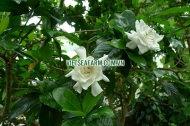Fresh Jasmine flowers