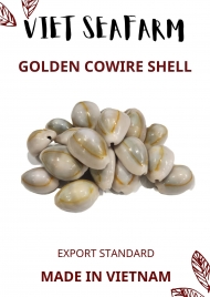 Golden Cowrie Shell