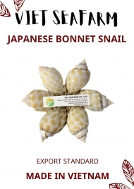 Japanese Bonnet Snail