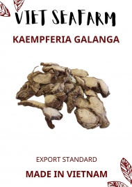 Kaempferia Galanga